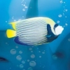 Fantasy Aquarium World (XSX) game cover art
