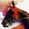 G1 Jockey Wii (XSX) game cover art