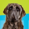 Hotel for Dogs (XSX) game cover art