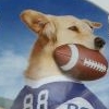 Jerry Rice & Nitus' Dog Football (XSX) game cover art