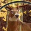 North American Hunting Extravaganza 2 (XSX) game cover art