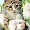 Petz: Catz 2 artwork