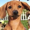 Petz: Dogz 2 artwork