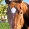 Petz Horsez 2 artwork