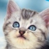 Purr Pals (XSX) game cover art