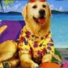 Paws & Claws: Pet Resort artwork