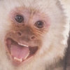 Petz: Crazy Monkeyz (XSX) game cover art