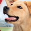 Petz Sports: Dog Playground (XSX) game cover art