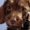 Cats & Dogs: Pets at Play artwork