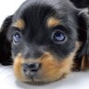 Dog School: Lovely Puppy artwork