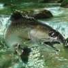 Fish Eyes 3D (XSX) game cover art