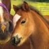 Horses 3D (XSX) game cover art