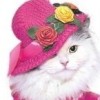 Koneko no Album: My Little Cat (XSX) game cover art