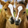 My Foal 3D (XSX) game cover art