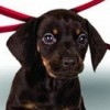 My Pet Puppy 3D (XSX) game cover art