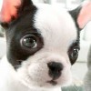 Nintendogs + Cats: French Bulldog & New Friends artwork