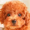 Nintendogs + Cats: Toy Poodle & New Friends (XSX) game cover art