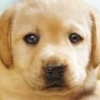 Puppies 3D artwork