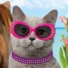 Paws & Claws: Pampered Pets Resort 3D (XSX) game cover art