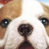 Petz Countryside (XSX) game cover art