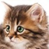 Purr Pals: Purrfection (XSX) game cover art
