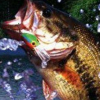 Big Bass World Championship artwork