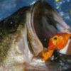 Black Bass with Blue Marlin (XSX) game cover art