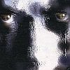 The Crow: City of Angels (XSX) game cover art