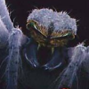Spider: The Video Game (XSX) game cover art