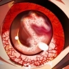 Corpse Party: Blood Drive artwork