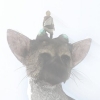 The Last Guardian (PlayStation 4) artwork