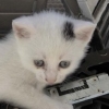 The Talos Principle (PlayStation 4)