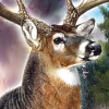 Cabela's The Hunt: Championship Edition artwork