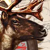 Cabela's Alaskan Adventures (Xbox 360) cover art